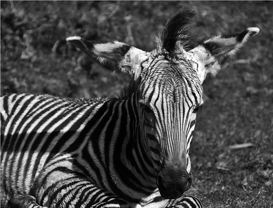 hartman mountain zebra foal