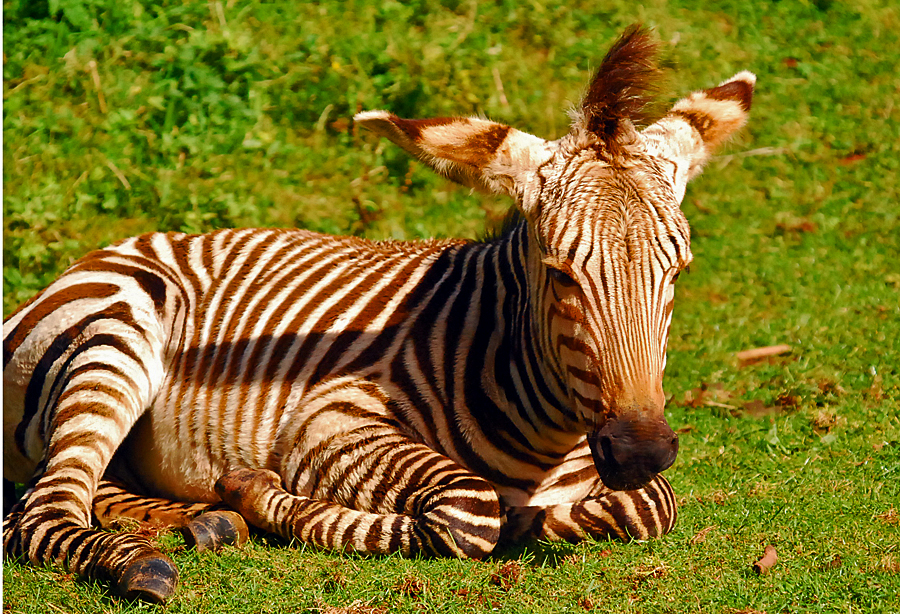hartman mountain zebra foal