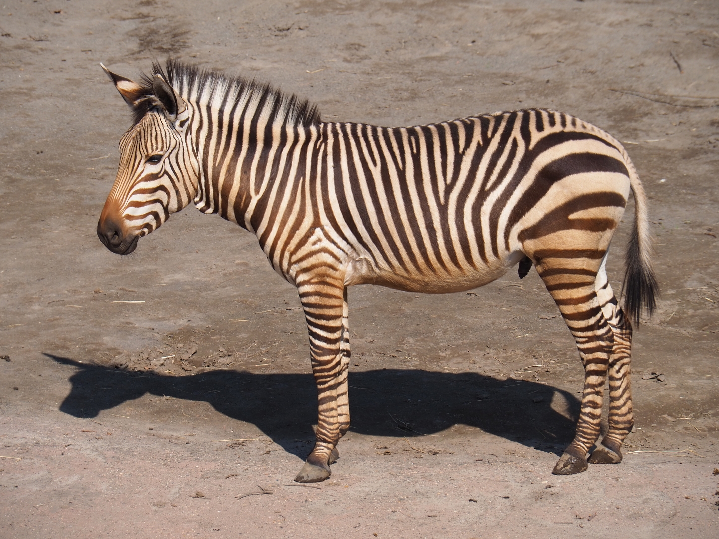 Hartmann mountain zebra (Equus zebra hartmannae), 2019-03-30