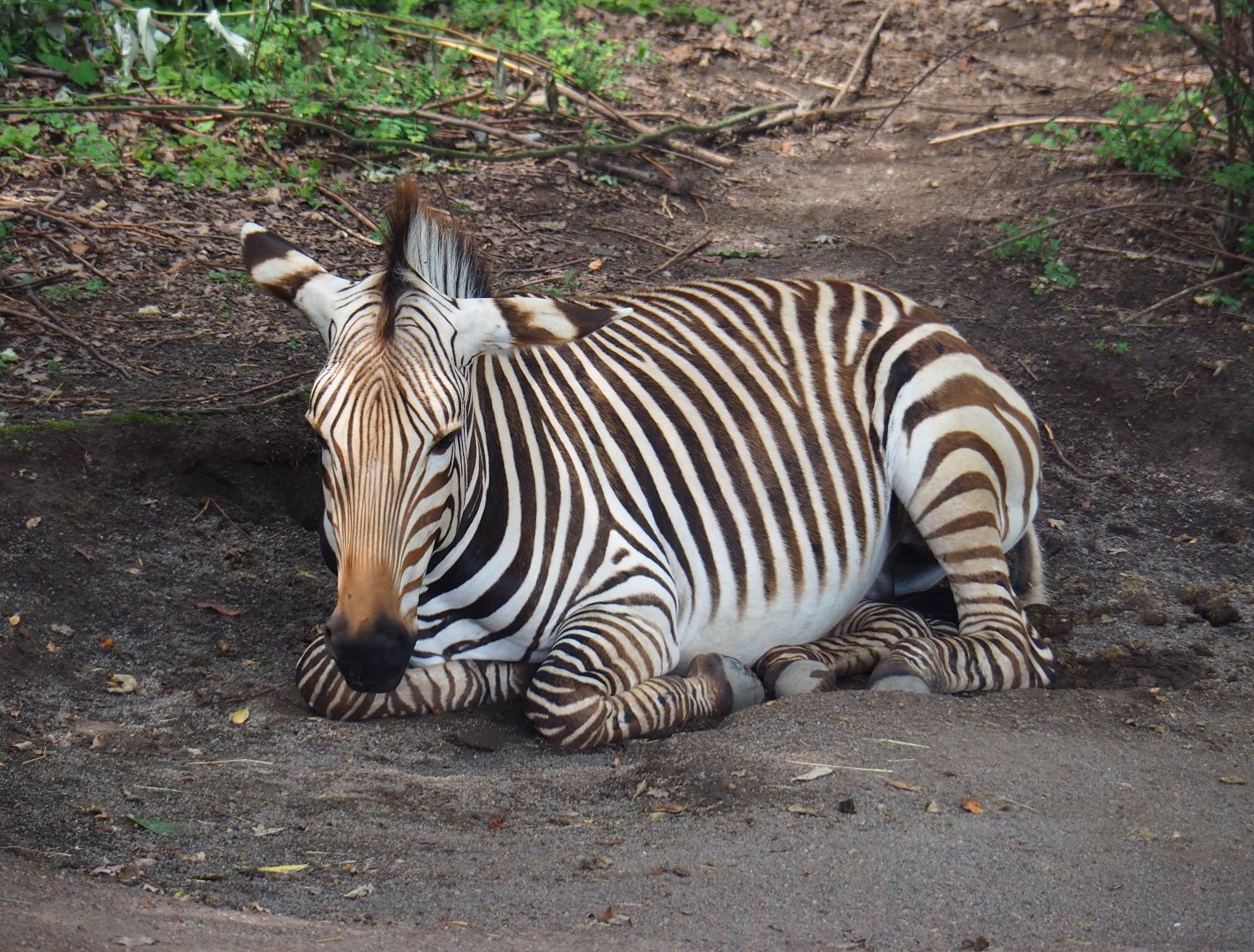Hartmann mountain zebra (Equus zebra hartmannae), 2019-07-21