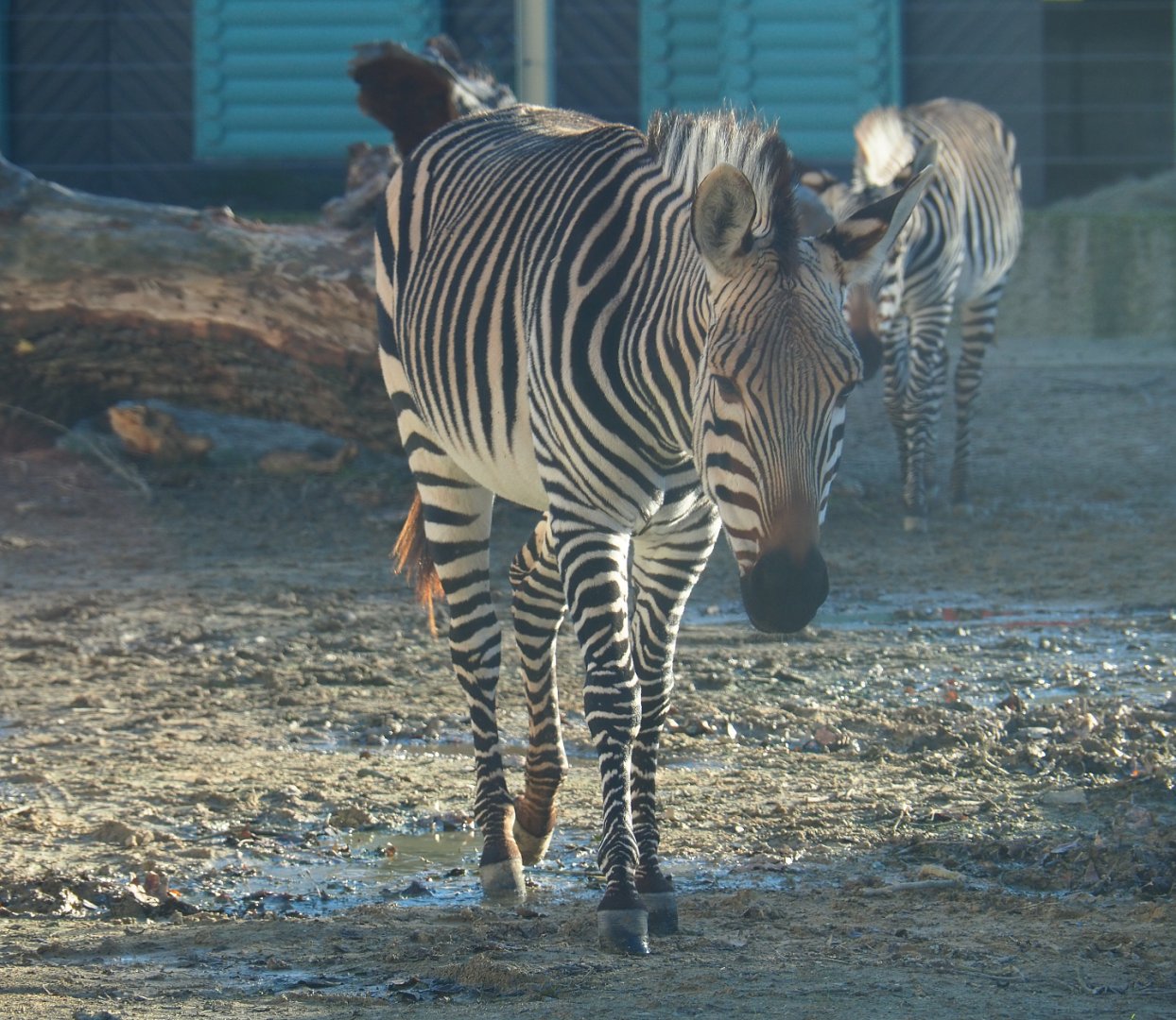 Hartmann mountain zebra (Equus zebra hartmannae), 2019-12-30