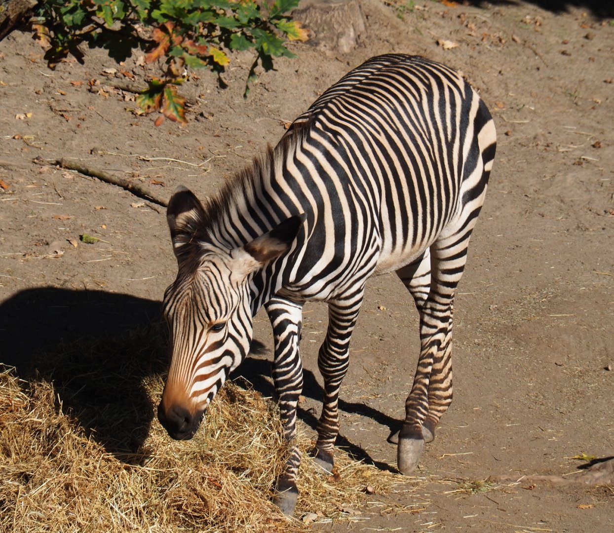 Hartmann mountain zebra (Equus zebra hartmannae), Oct 13th, 2018