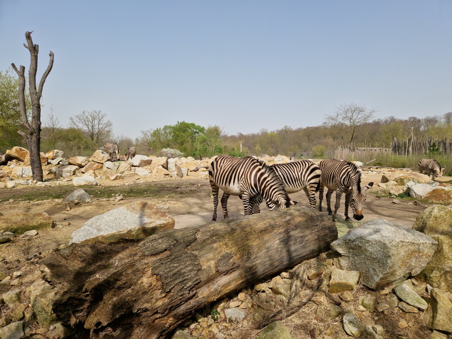Hartmann Mountain Zebra Savanna