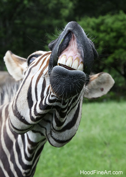 hartmann mountain zebra