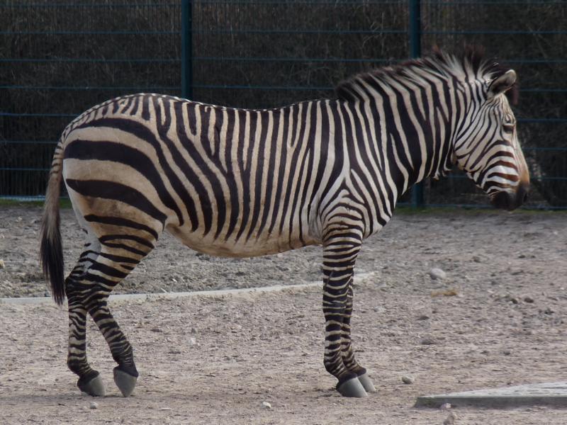 Hartmann Mountain Zebra