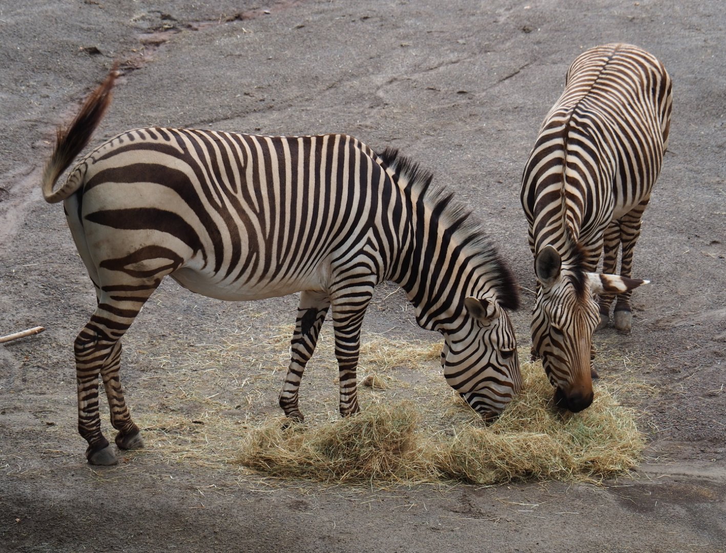 Hartmann mountain zebras (Equus zebra hartmannae), 2019-07-21