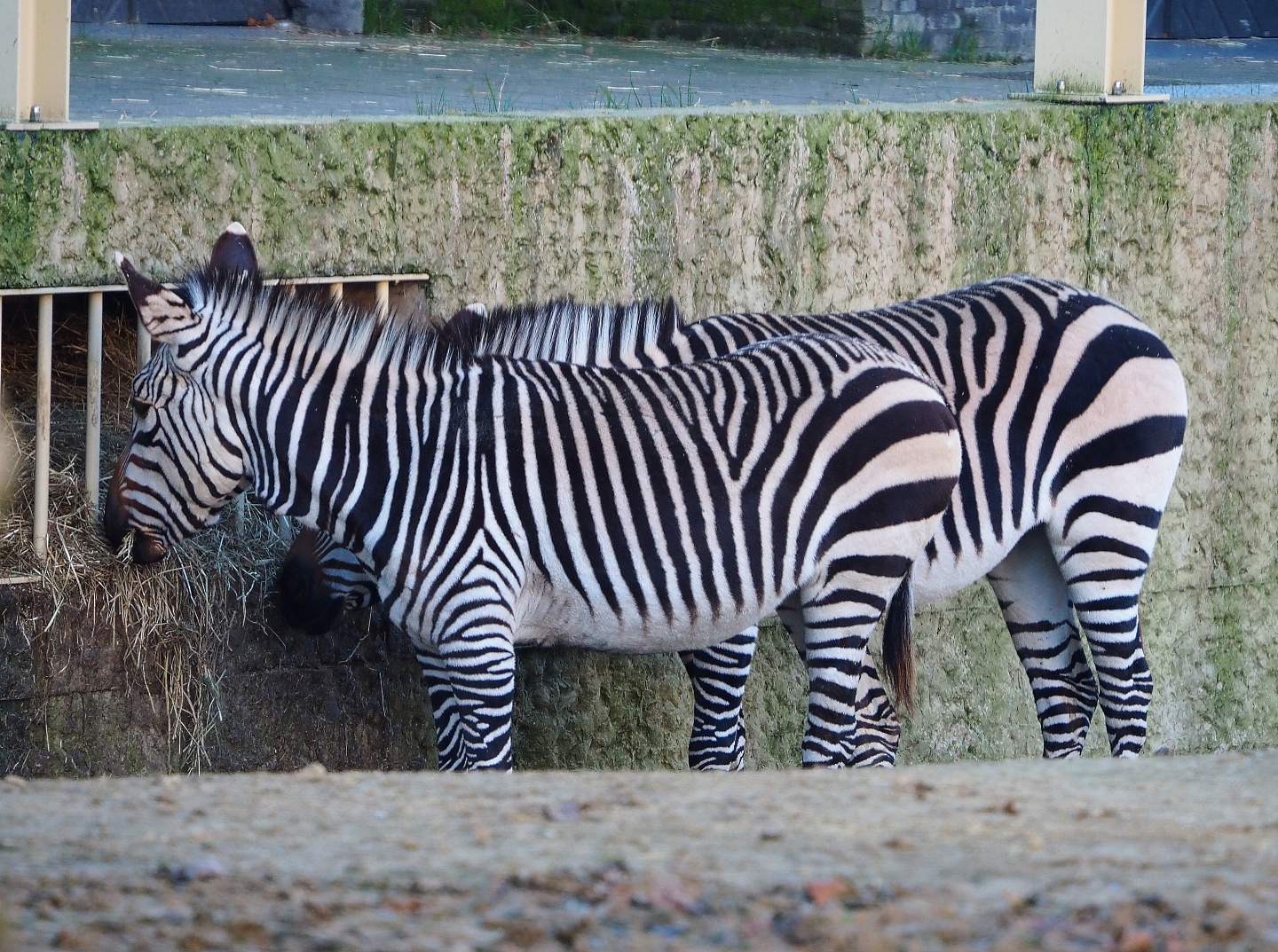 Hartmann mountain zebras (Equus zebra hartmannae), 2019-12-30