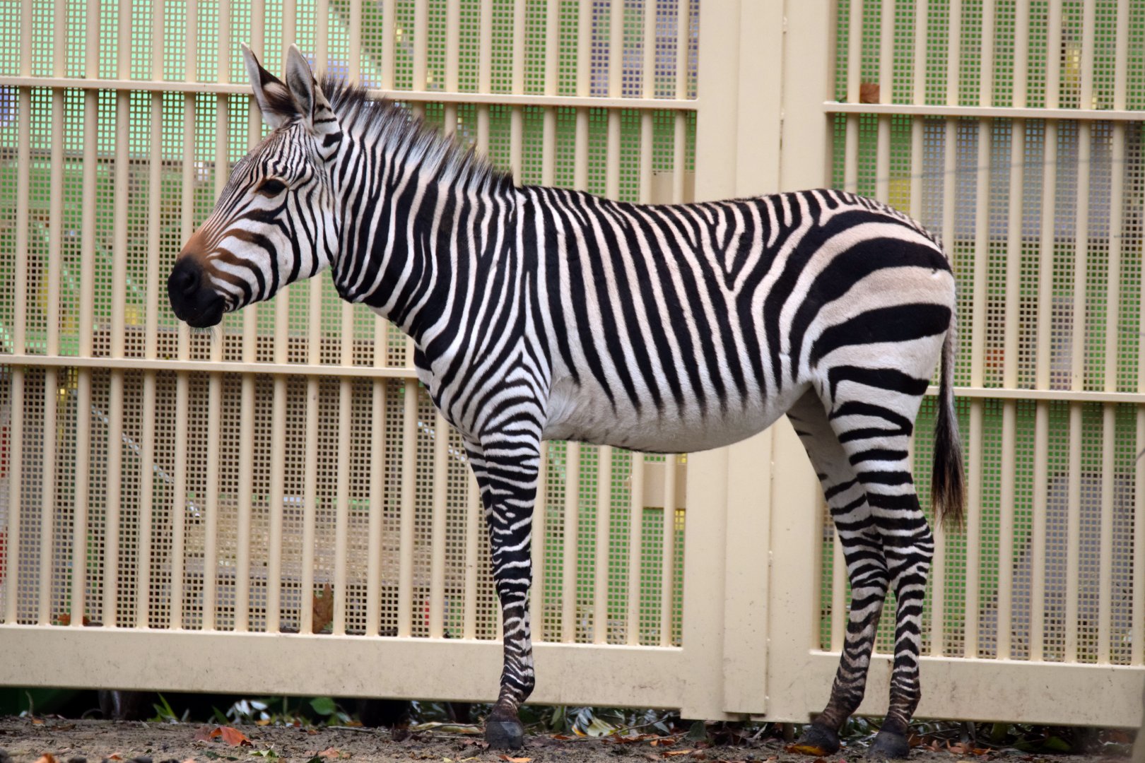 Hartmann´s mountain zebra, 20.10.2019