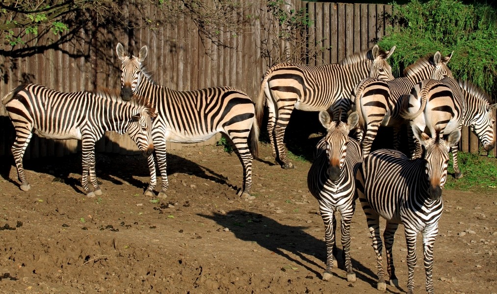 Hartmann?s mountain zebra