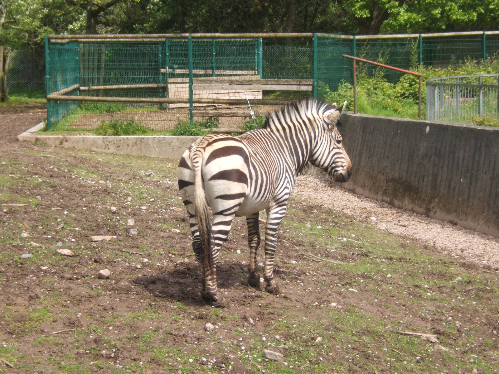 Hartmann`s Mountain Zebra