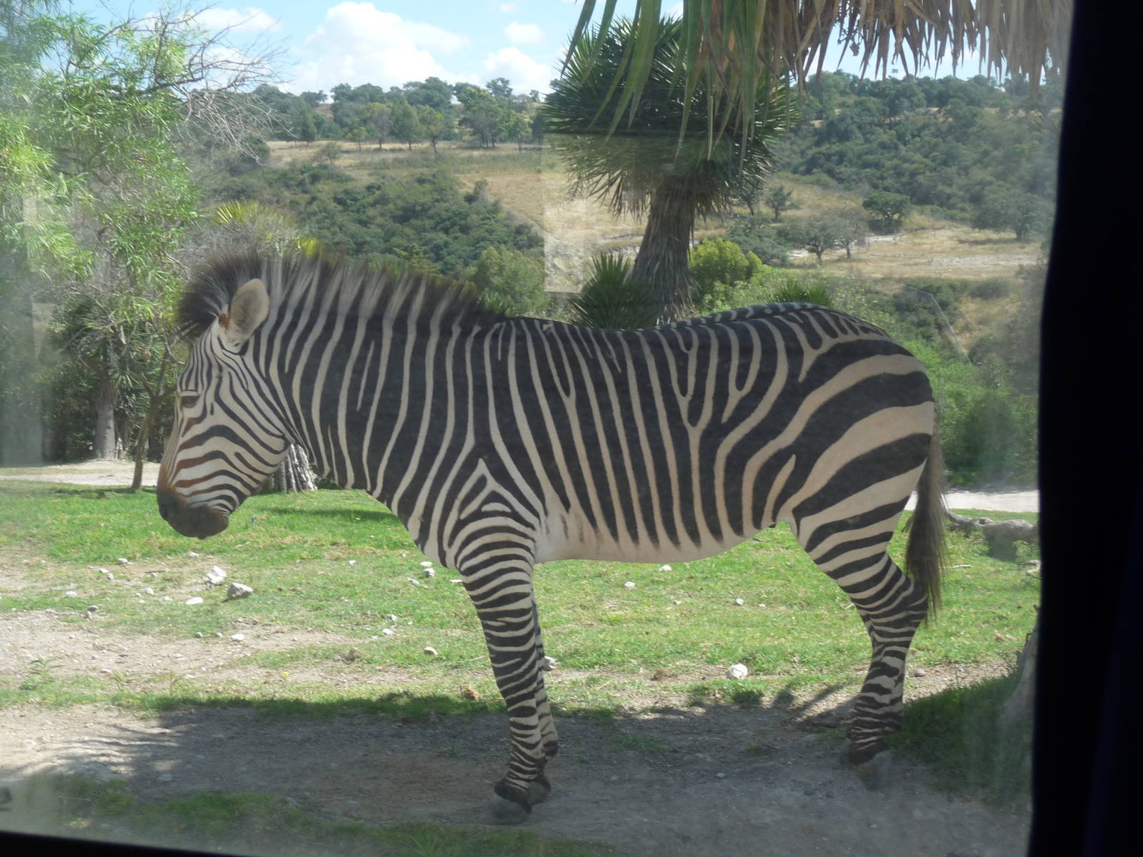 hartmann' s zebra africam safari