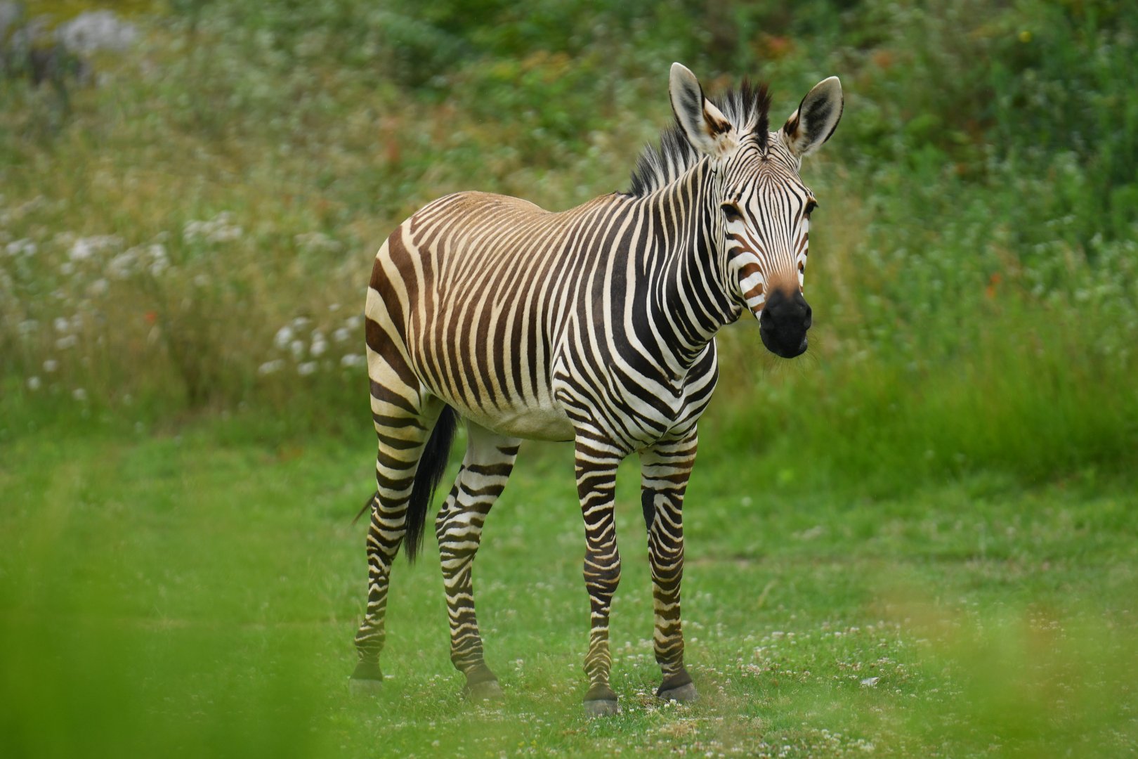 Hartmann zebra (Equus zebra)