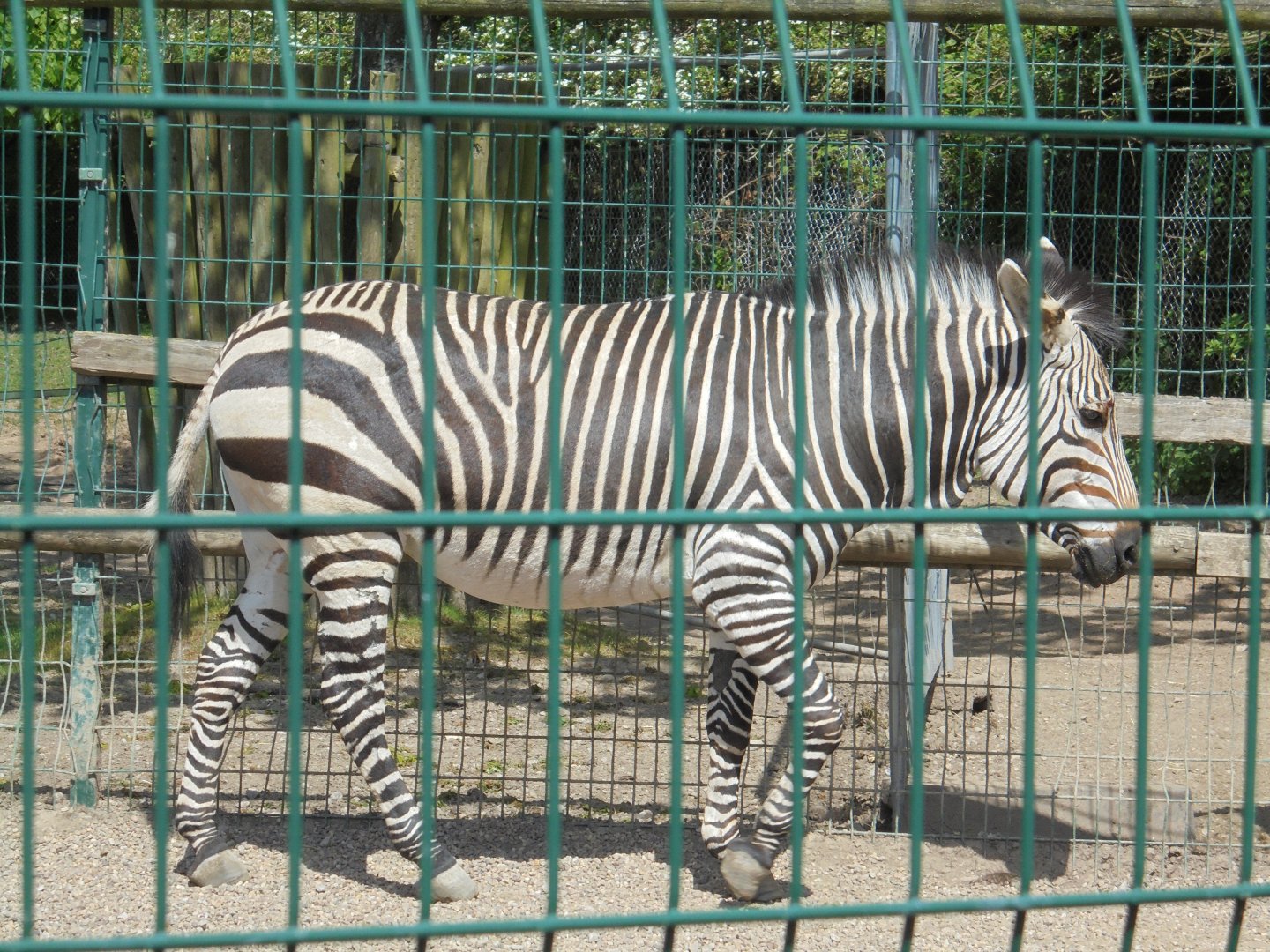 Hartmann Zebra.