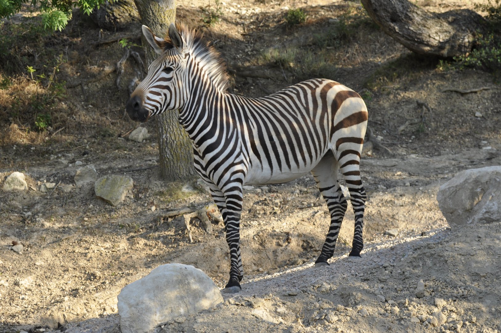 Hartmann zebra