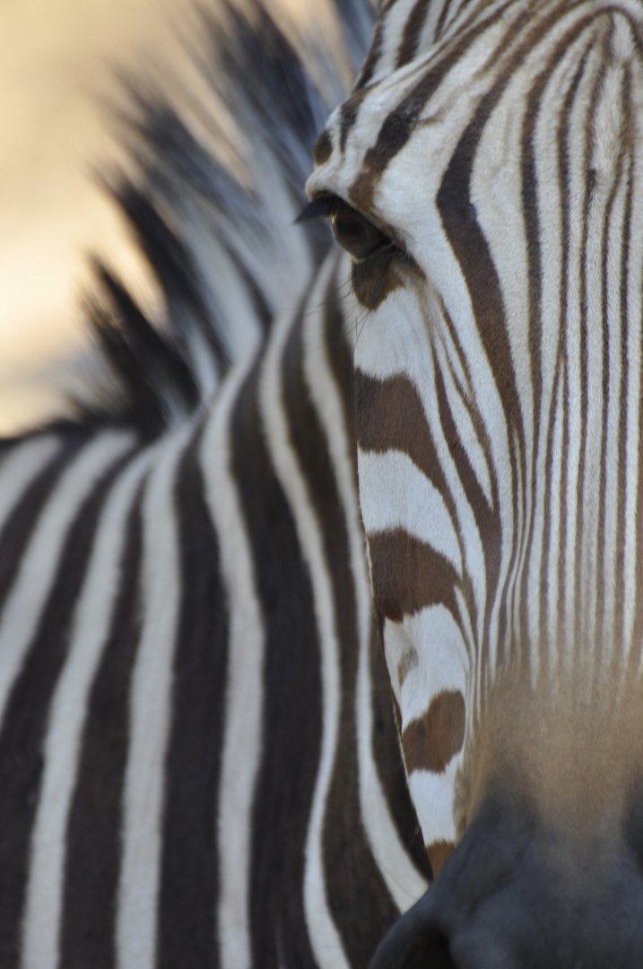 Hartmann zebra
