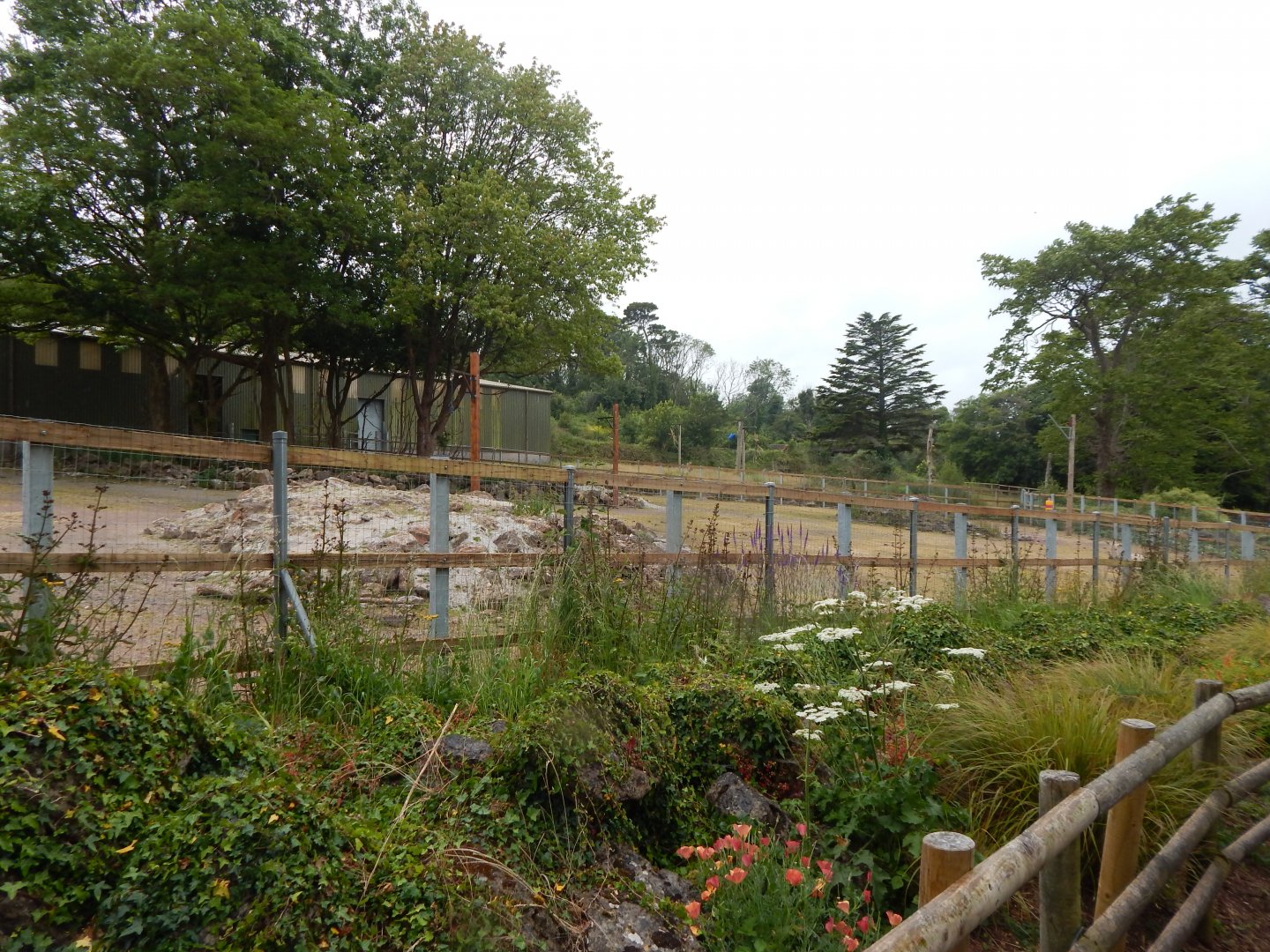 Hartmann's mountain zabra exhibit 130624