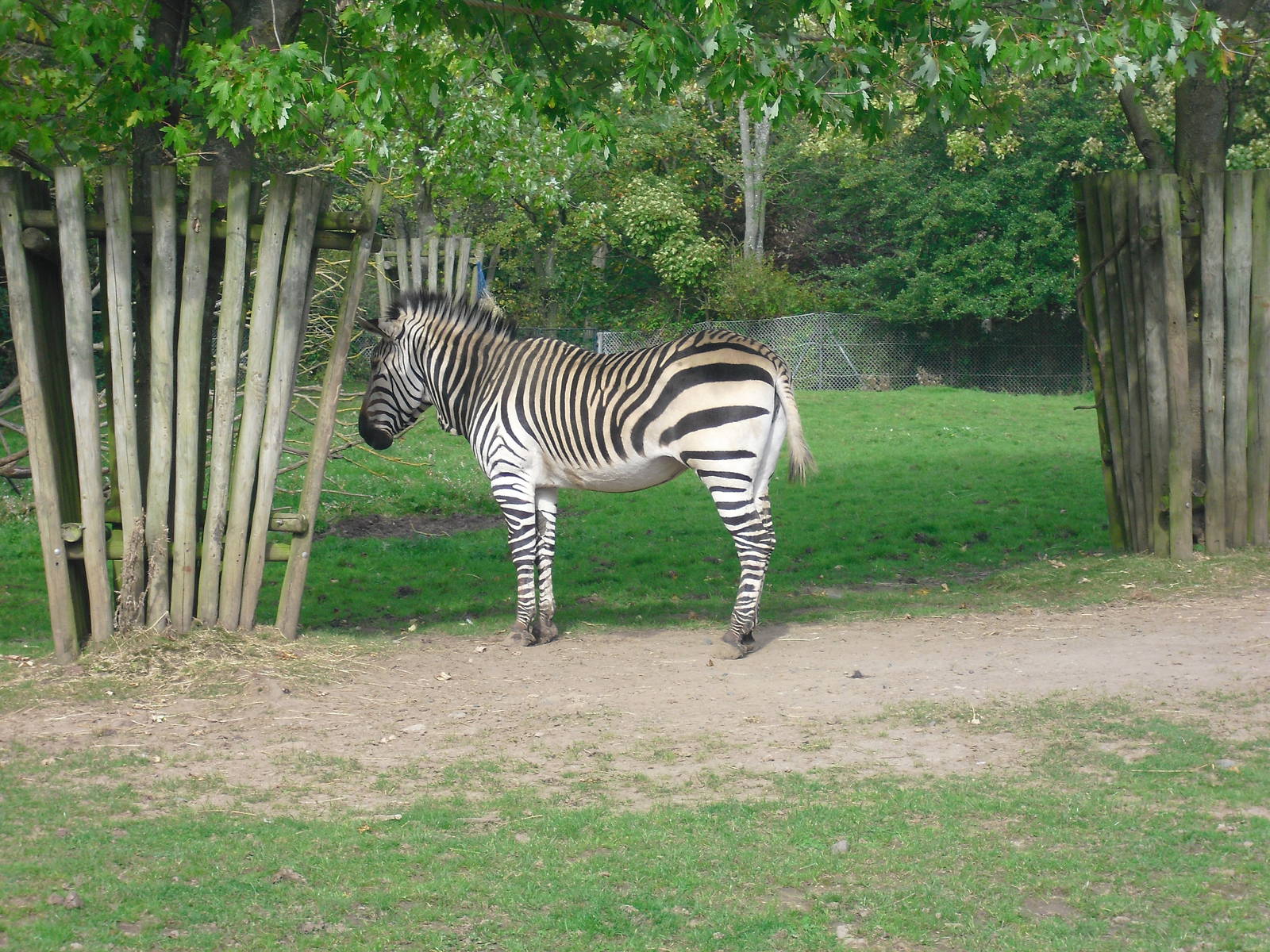 Hartmann's Mountain Zebra - 01/10/2011