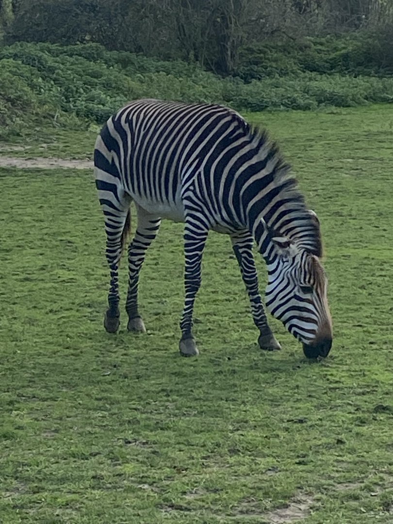 Hartmann’s mountain zebra 011125