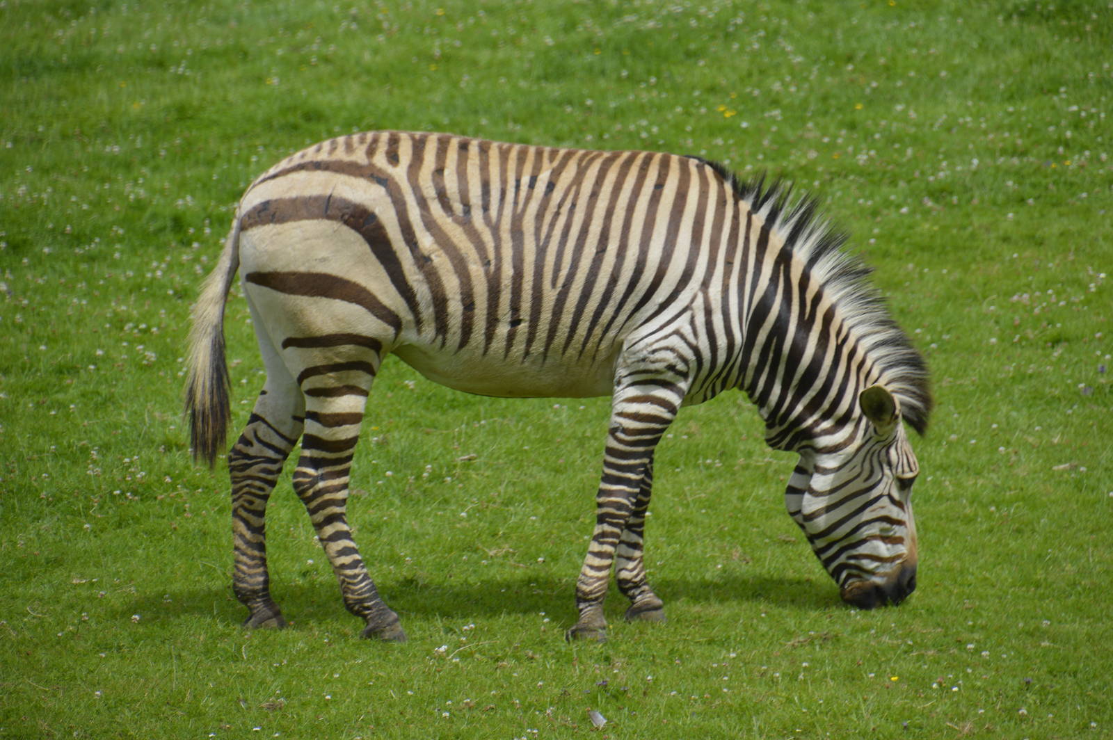Hartmanns Mountain Zebra 090716