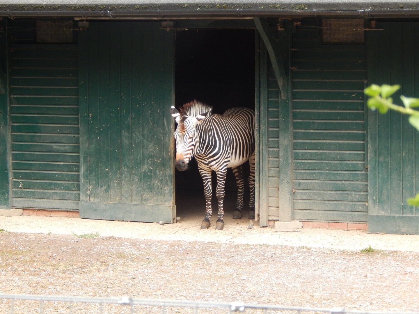 Hartmann's mountain zebra 150725