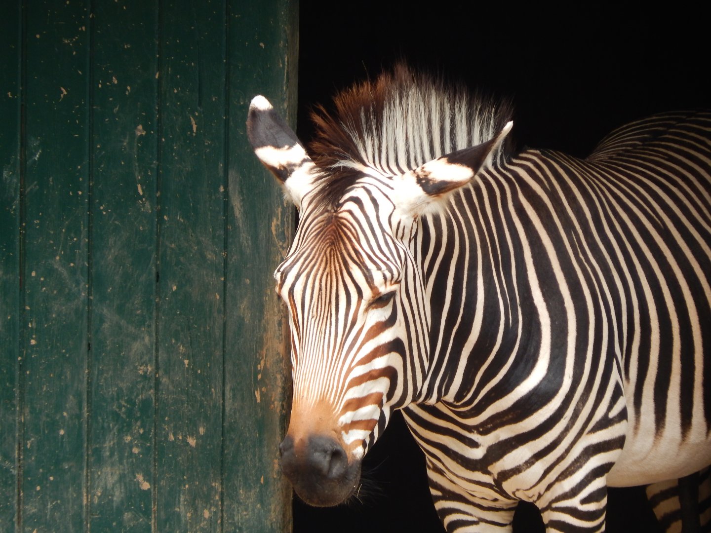 Hartmann's mountain zebra 150725