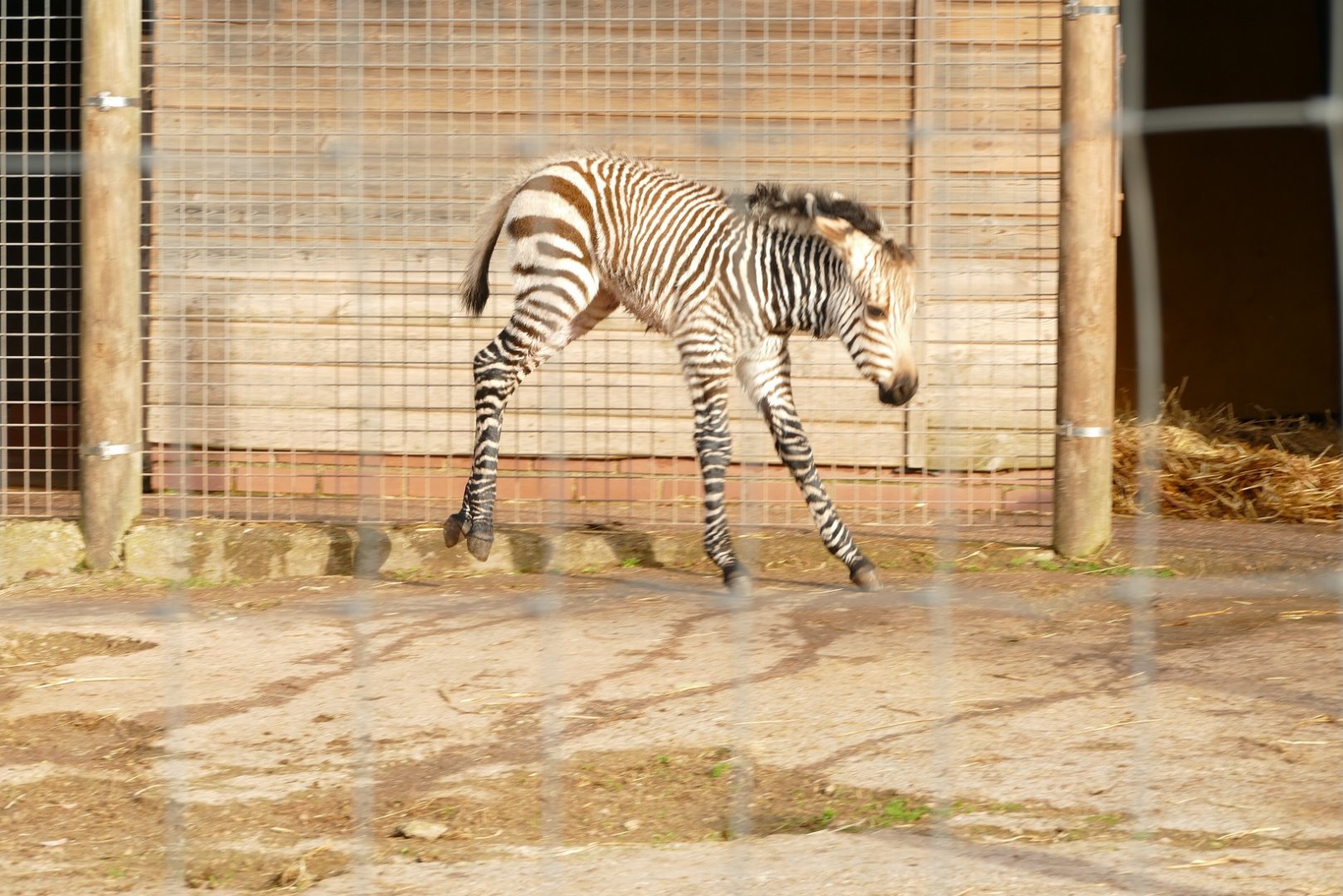 Hartmann's Mountain Zebra, 18 November 2021
