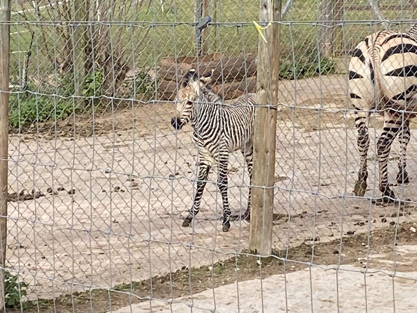 Hartmann's mountain zebra 201121