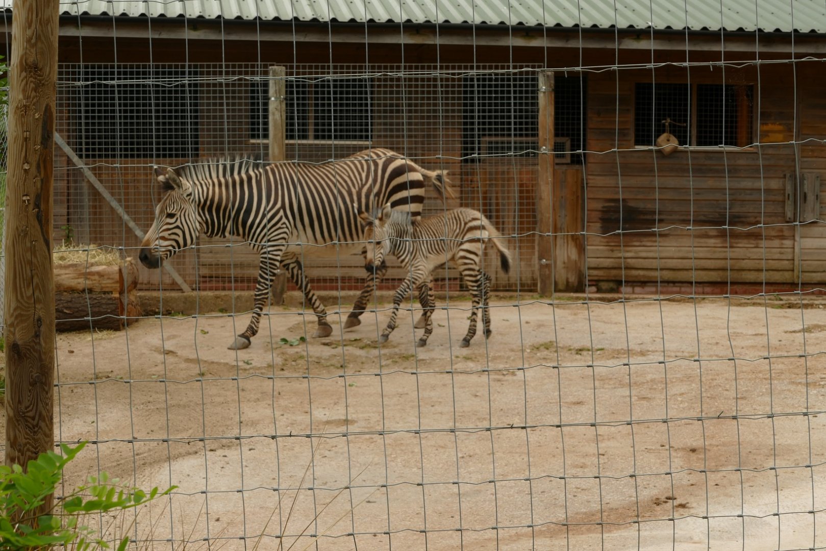 Hartmann's mountain zebra, 24 June 2021
