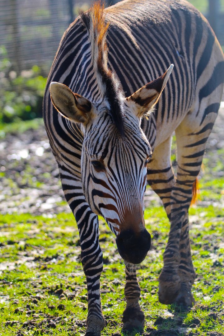 Hartmann's Mountain Zebra- 24th February 2024