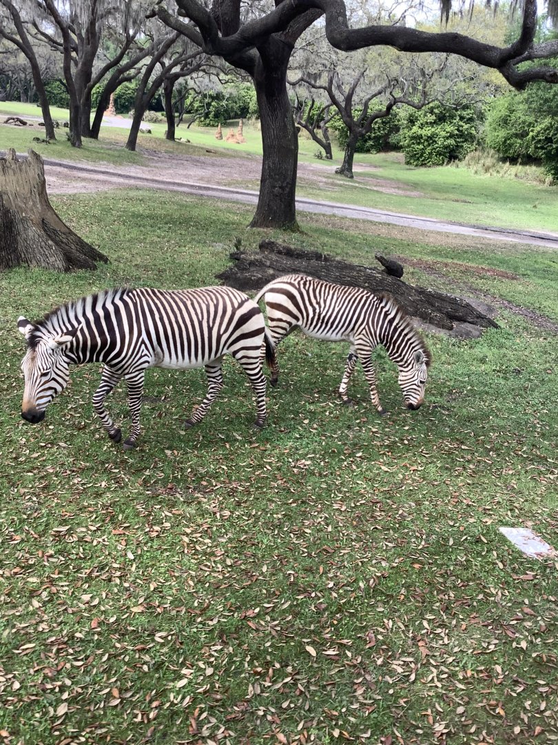 Hartmann’s Mountain Zebra 3/18/24