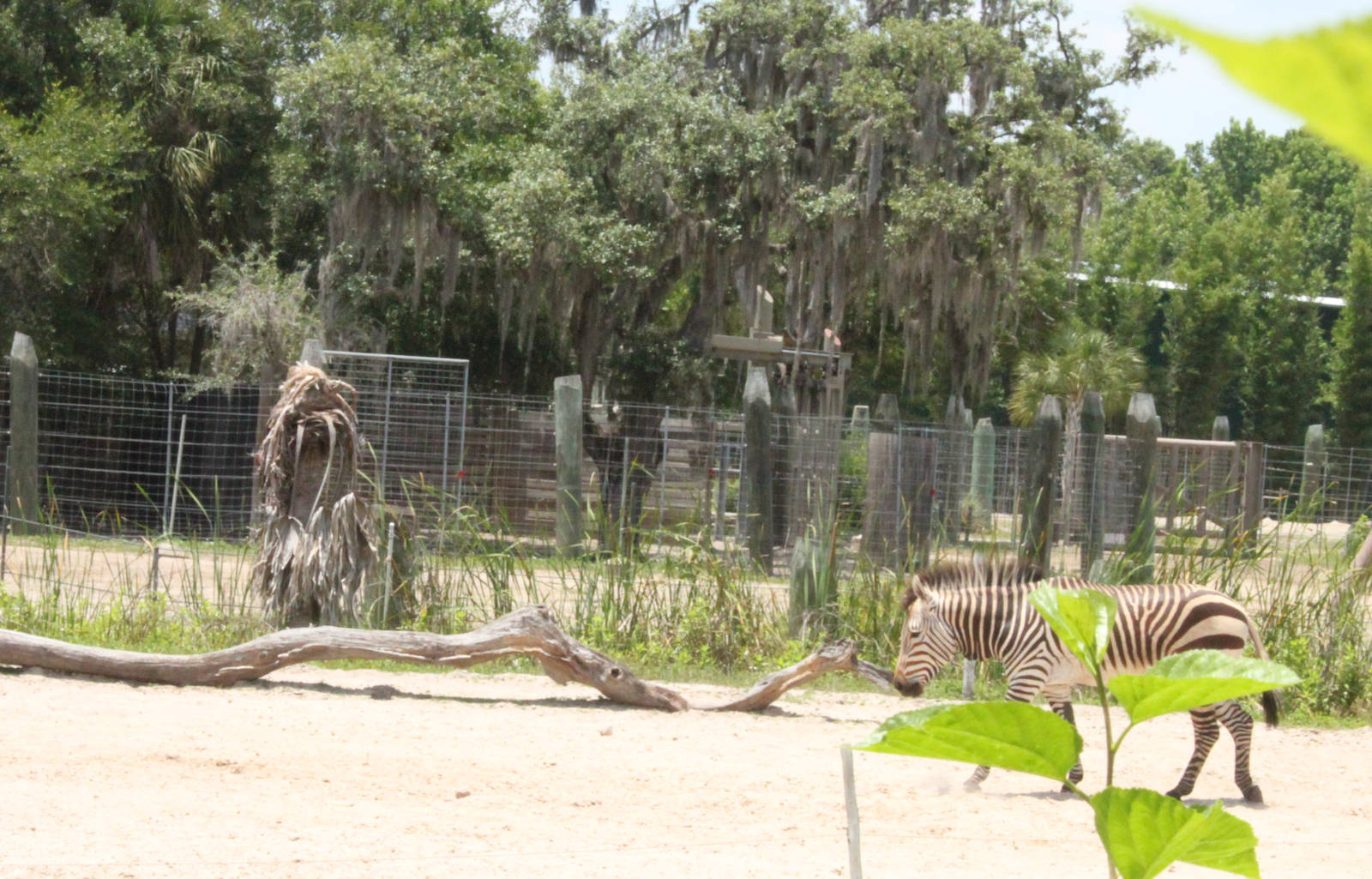 Hartmann's Mountain Zebra 5/22/2011