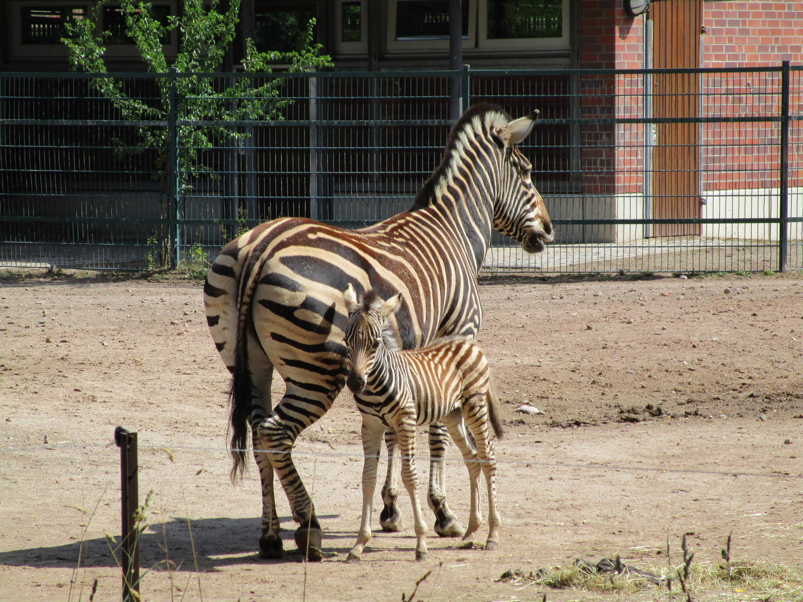 Hartmanns Mountain Zebra - 6/7/15