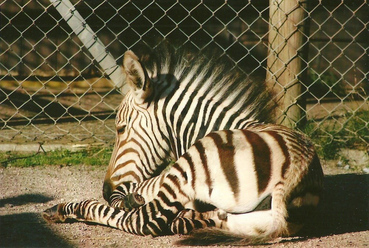 Hartmann's Mountain Zebra 8th September 2012