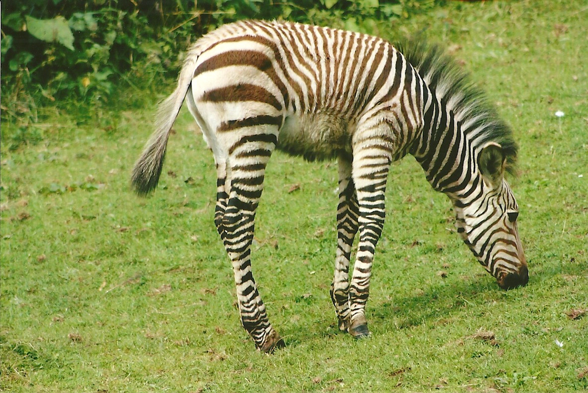 Hartmann's Mountain Zebra 9th September 2012