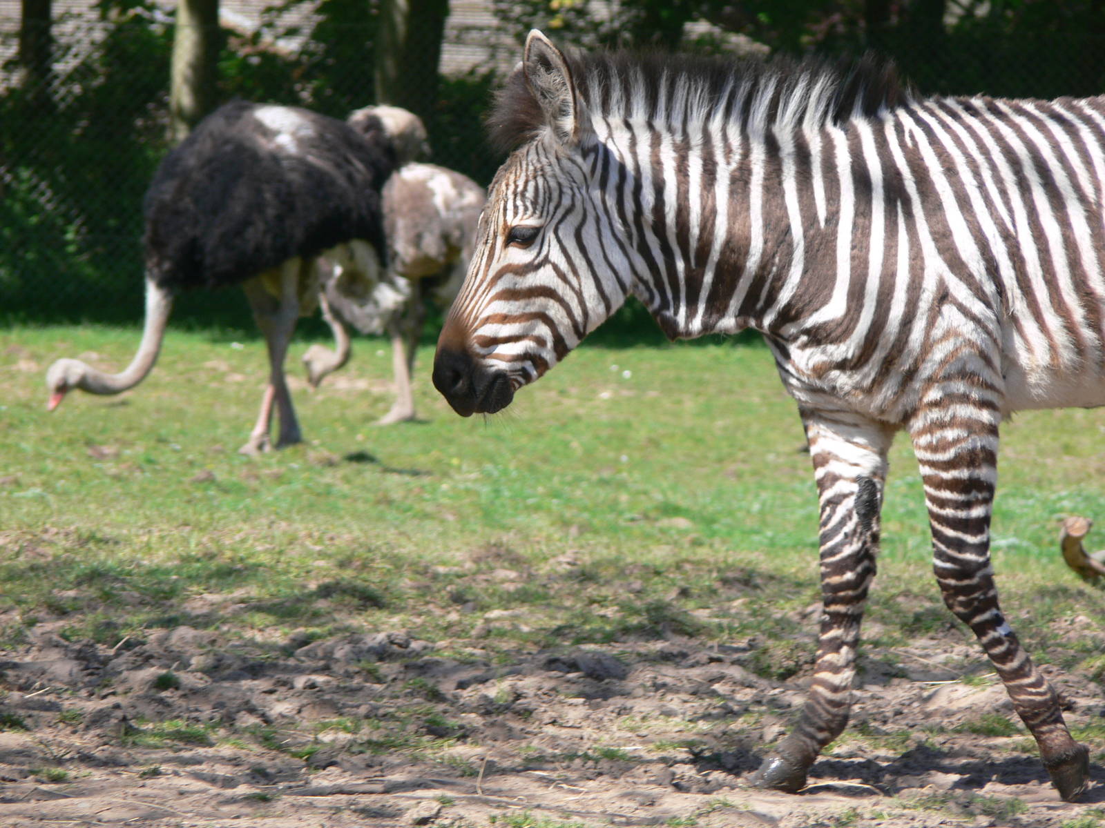 Hartmann's Mountain Zebra and Ostriches at Blackpool Zoo, 26/05/13