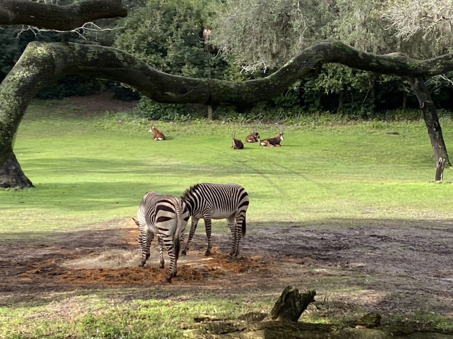 Hartmann’s Mountain Zebra and Sable Antelope