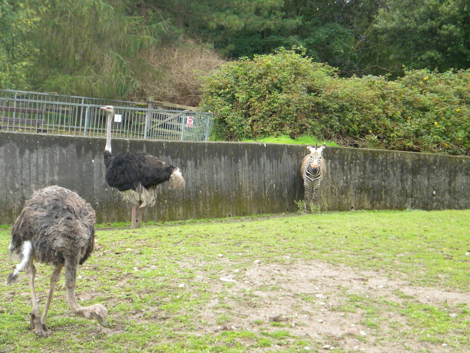 Hartmann's Mountain Zebra and Southern Ostriches at Blackpool Zoo 07/08/11