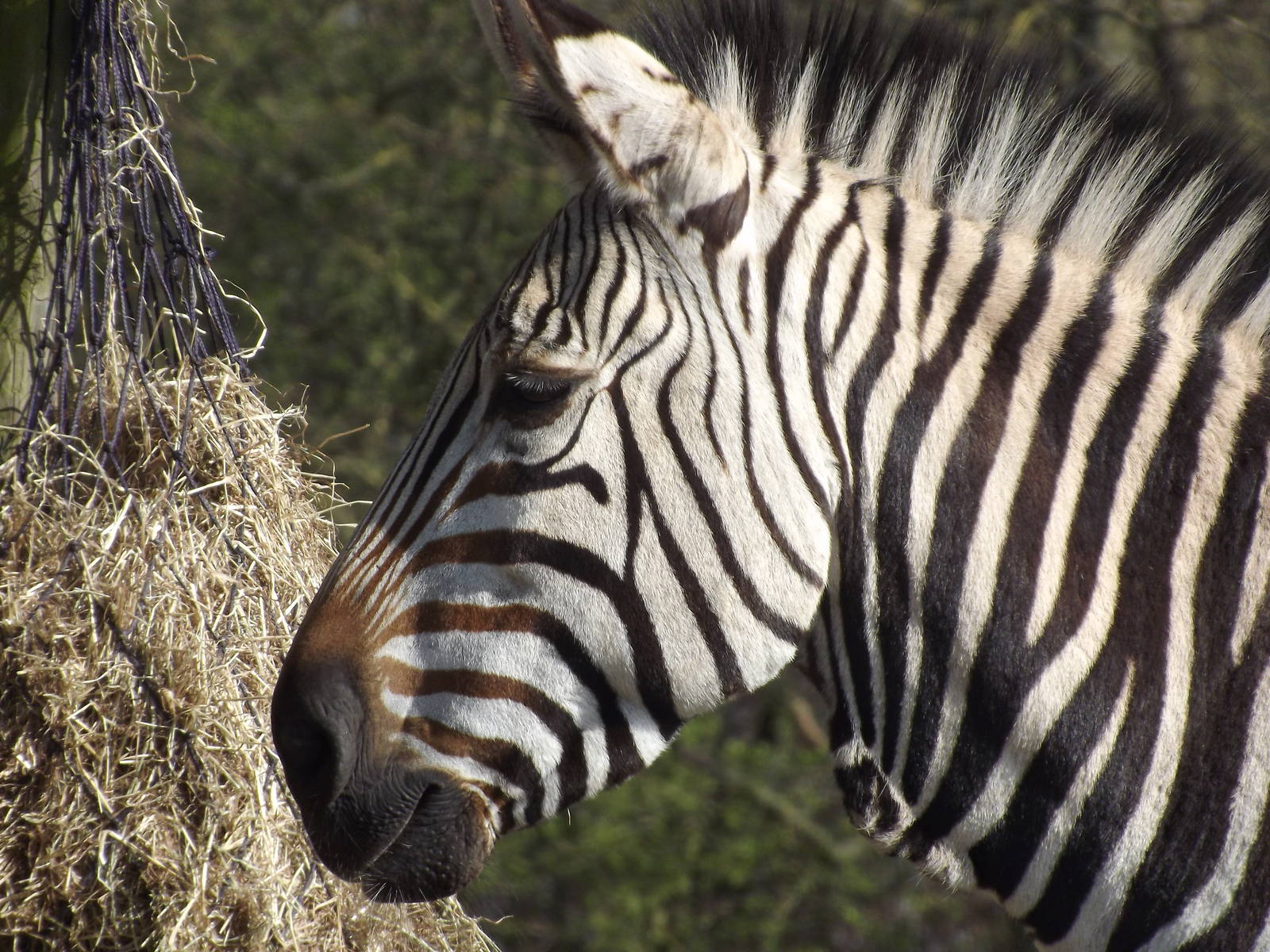 Hartmann's Mountain Zebra at Blackpool Zoo 01/04/12