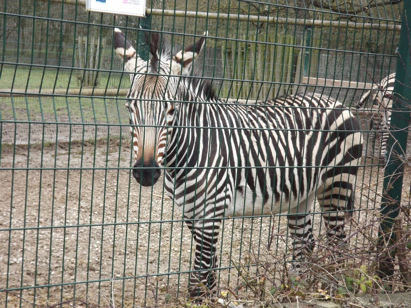 Hartmann's Mountain Zebra at Blackpool Zoo 11/03/12
