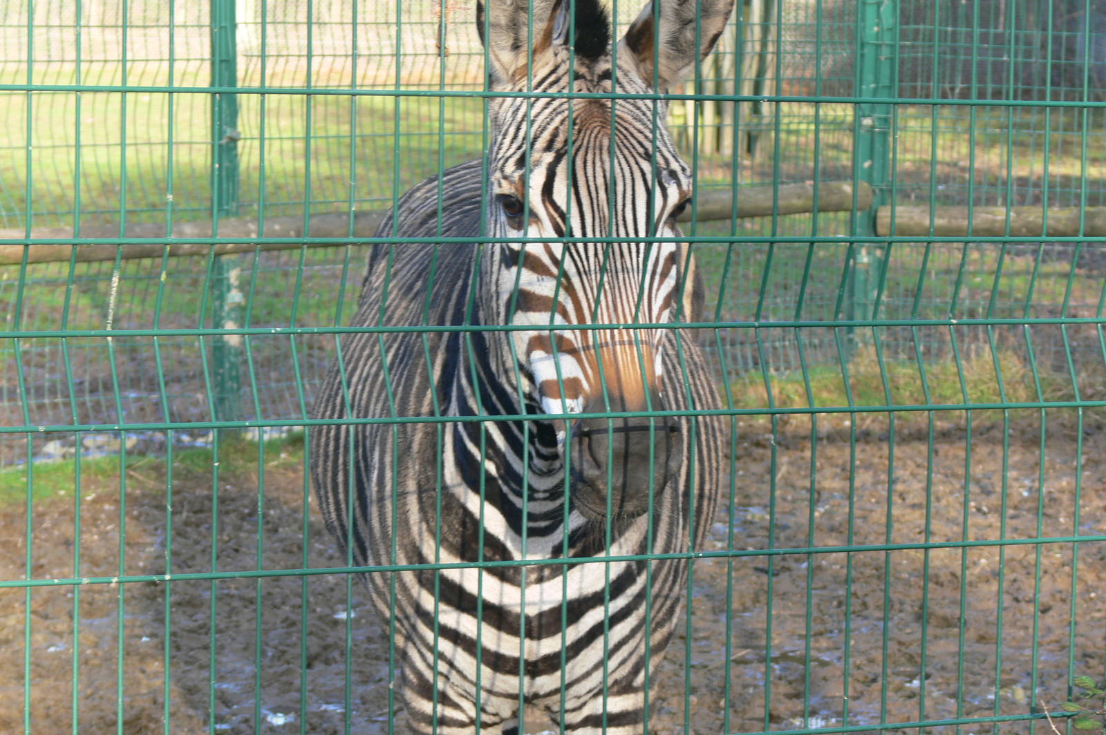 Hartmann's Mountain Zebra at Blackpool Zoo, 24/12/14