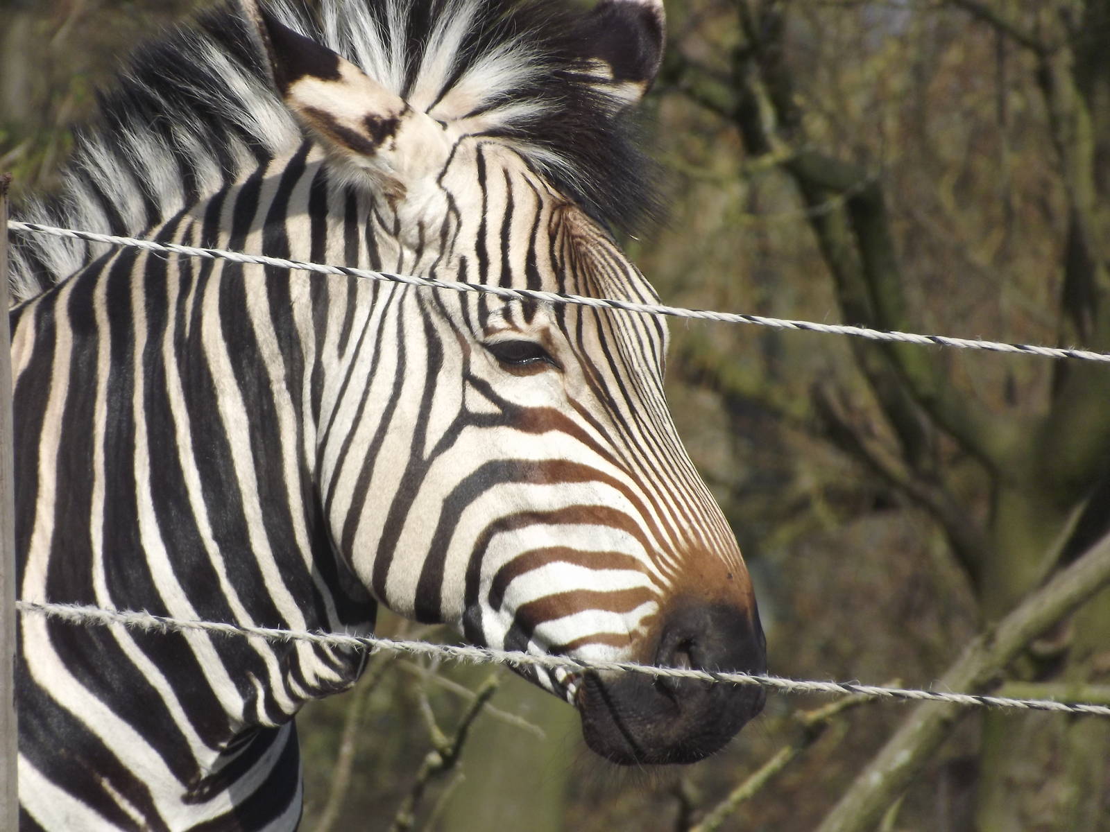 Hartmann's Mountain Zebra at Blackpool Zoo 25/03/12