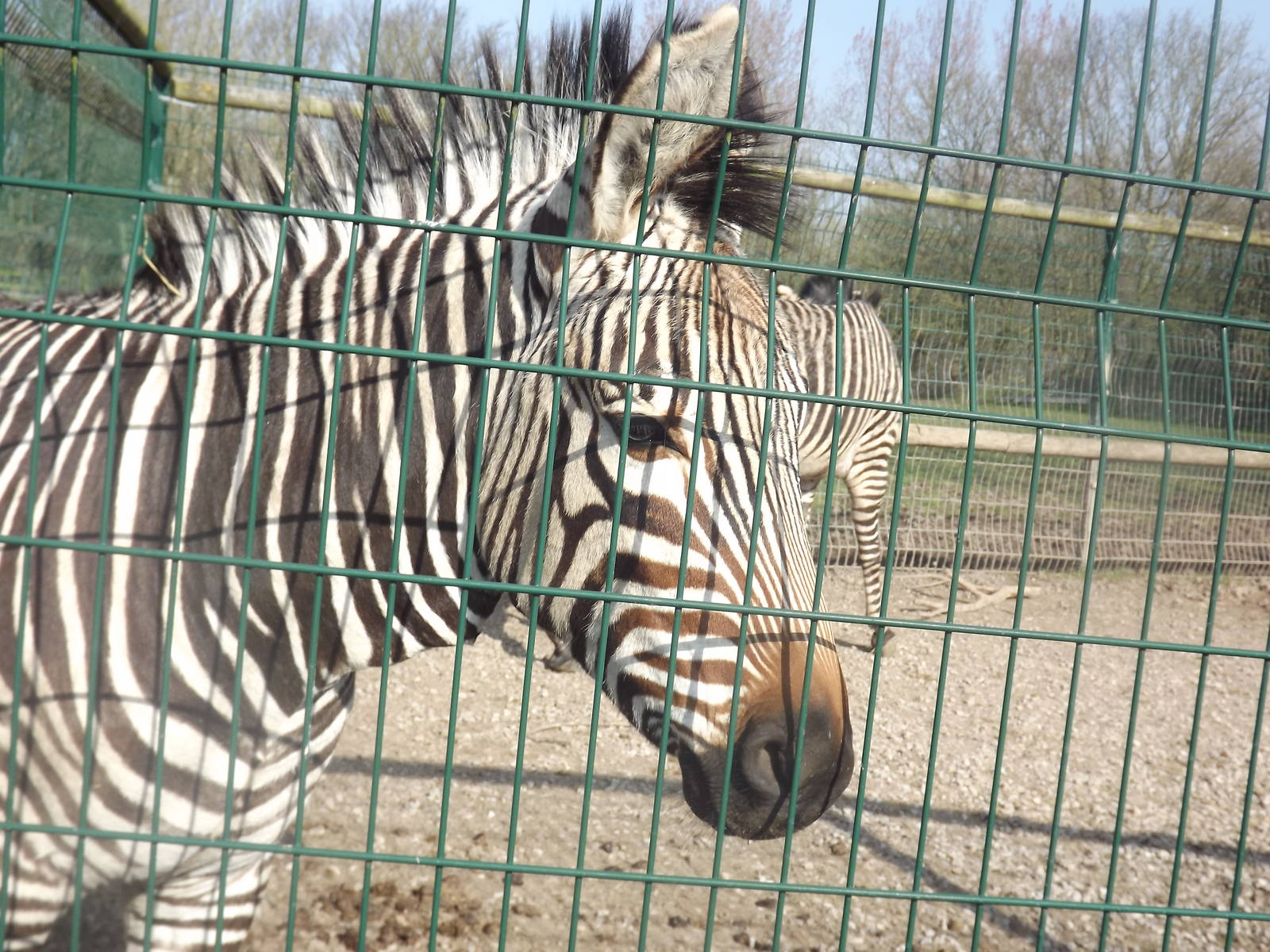 Hartmann's Mountain Zebra at Blackpool Zoo 25/03/12