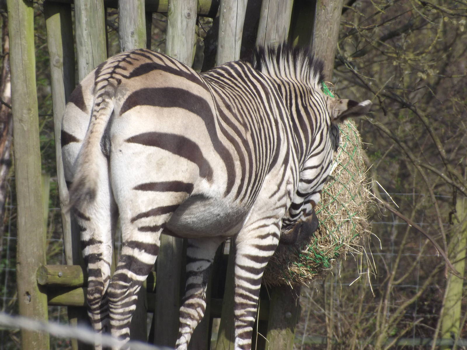 Hartmann's Mountain Zebra at Blackpool Zoo 25/03/12