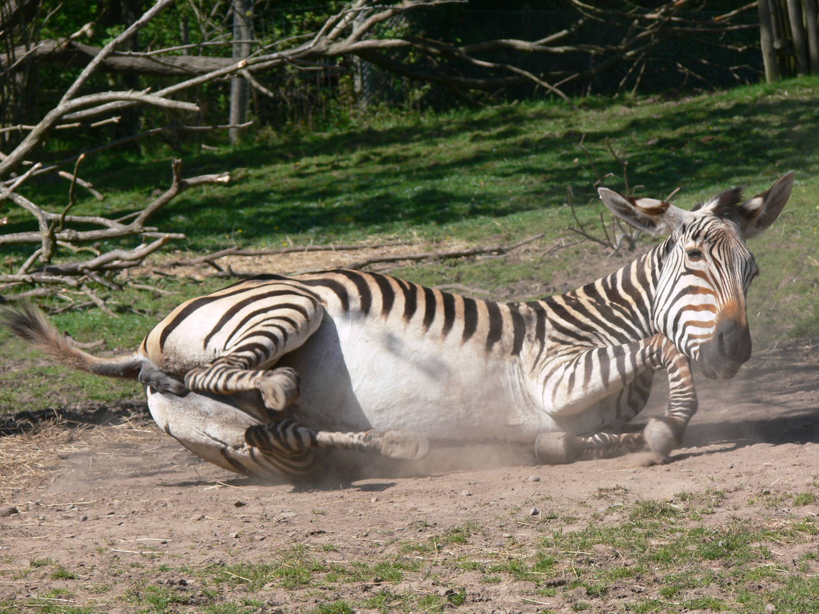 Hartmann's Mountain Zebra at Blackpool Zoo, 26/05/13