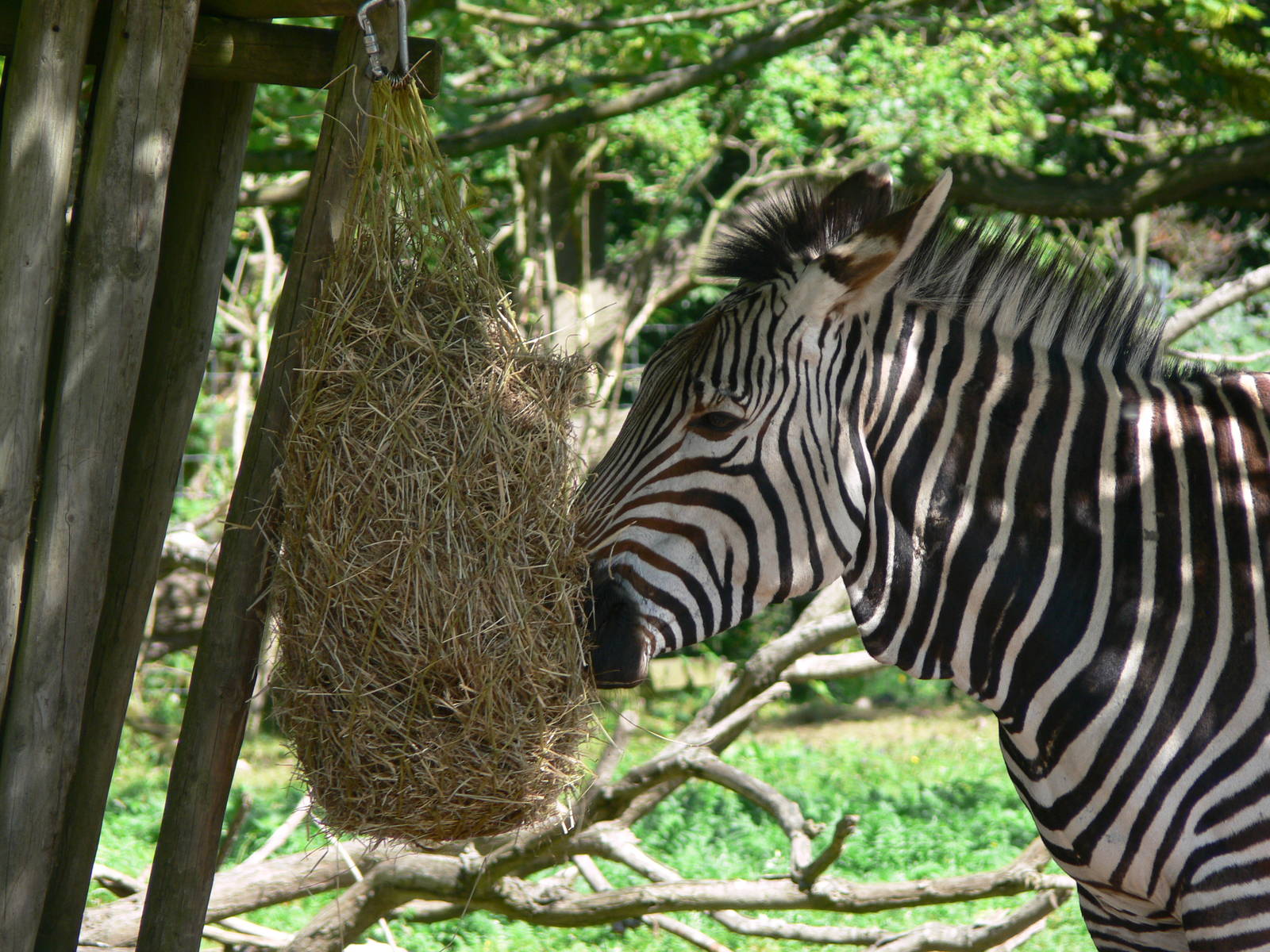 Hartmann's Mountain Zebra at Blackpool Zoo, 29/06/14