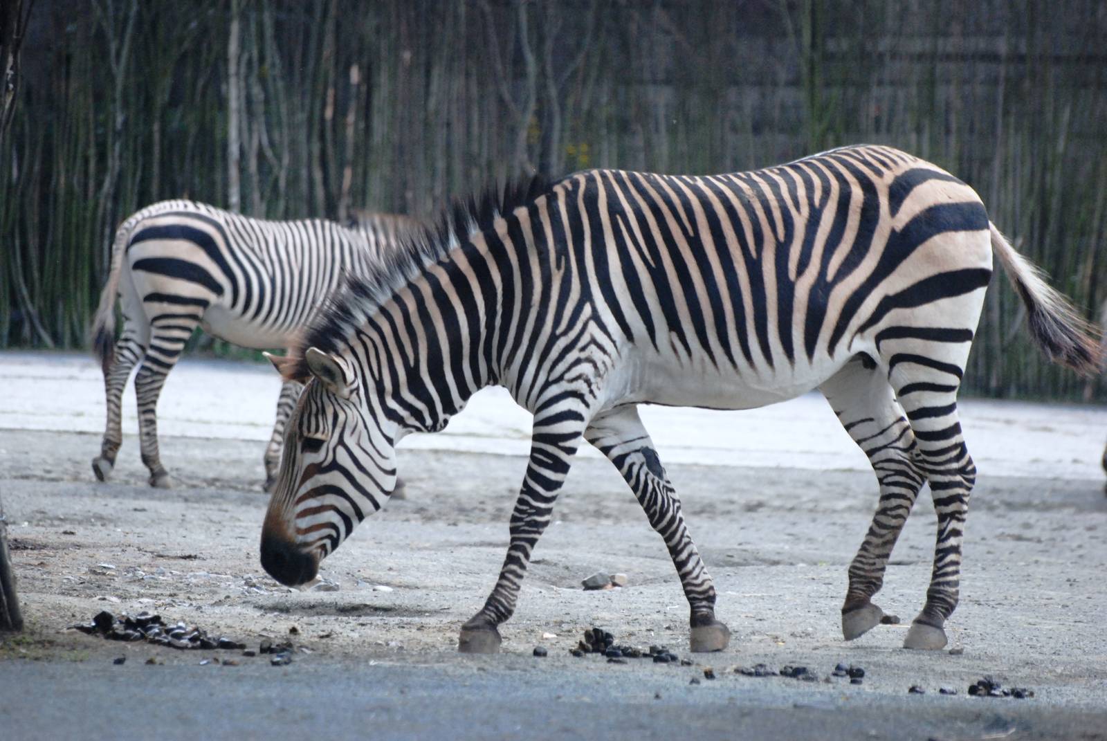 Hartmann's Mountain Zebra at Dvur Kralove, 27/08/12