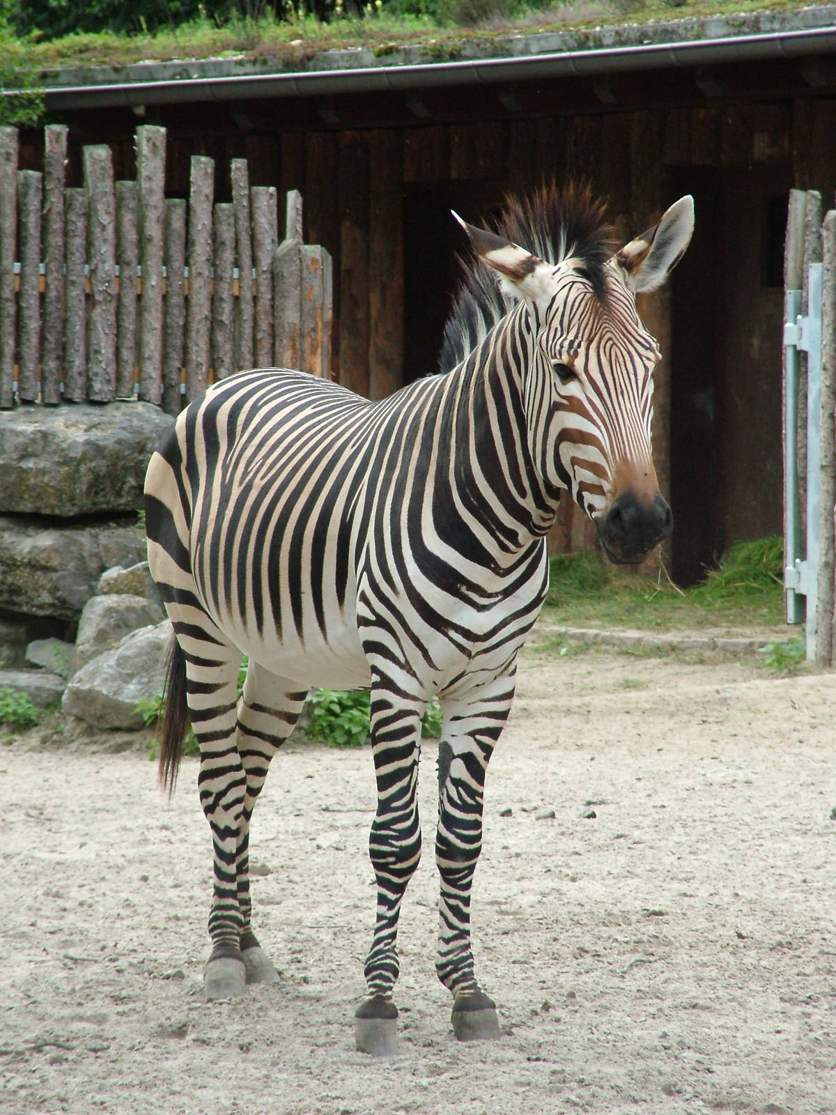 Hartmann's Mountain Zebra at Landau Zoo, 04/09/10