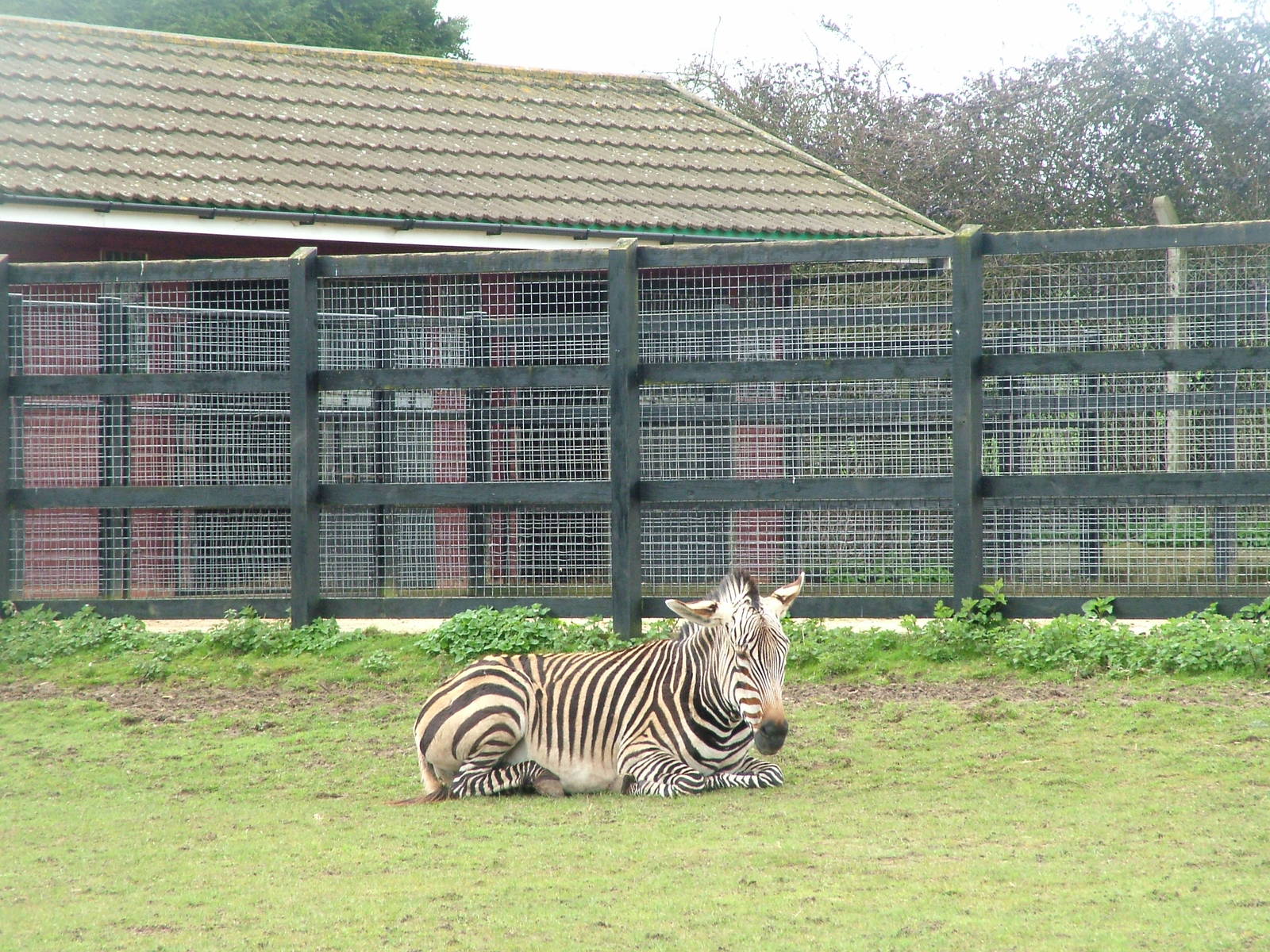 Hartmann's Mountain Zebra at Linton 05/04/10