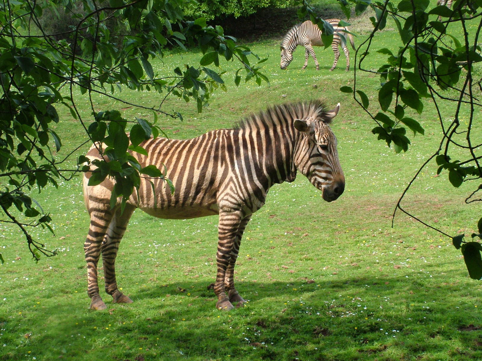 Hartmann's Mountain Zebra at Paignton Zoo 2007