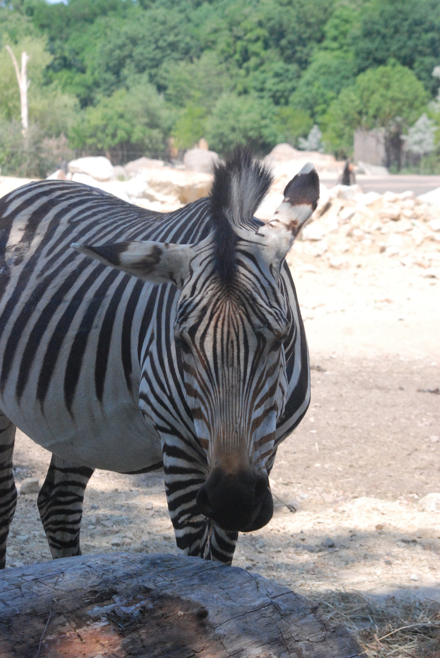 Hartmann's Mountain Zebra at Tierpark Berlin, 9th June 2023